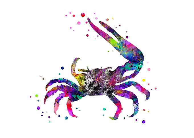 Fiddler crab