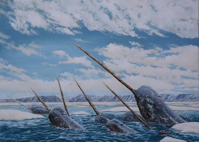 Narwhal Pod