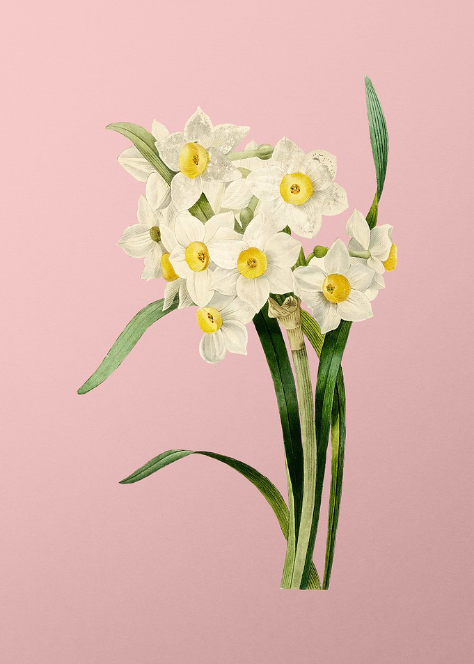 Daffodil on Pink