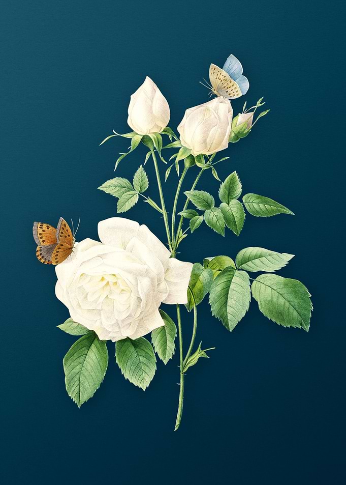 White Bengal Rose on Teal