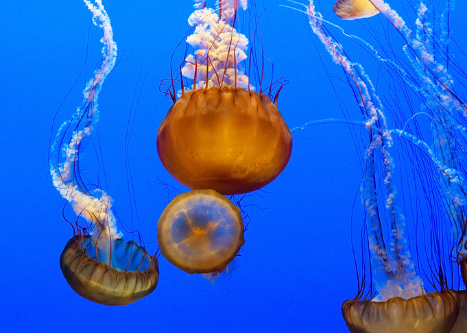 For displaying jellyfish