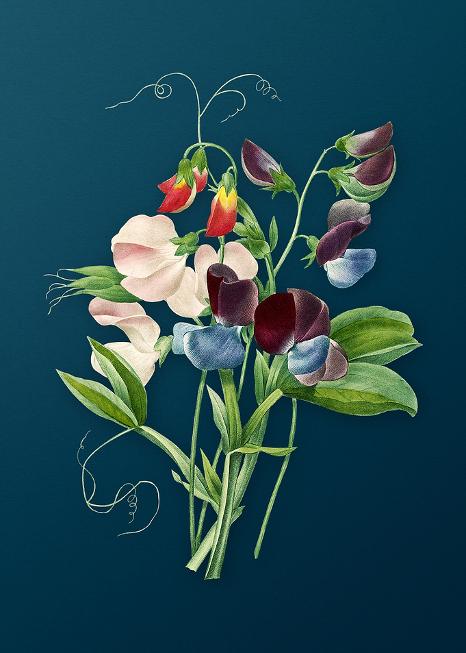 Sweet Pea on Teal