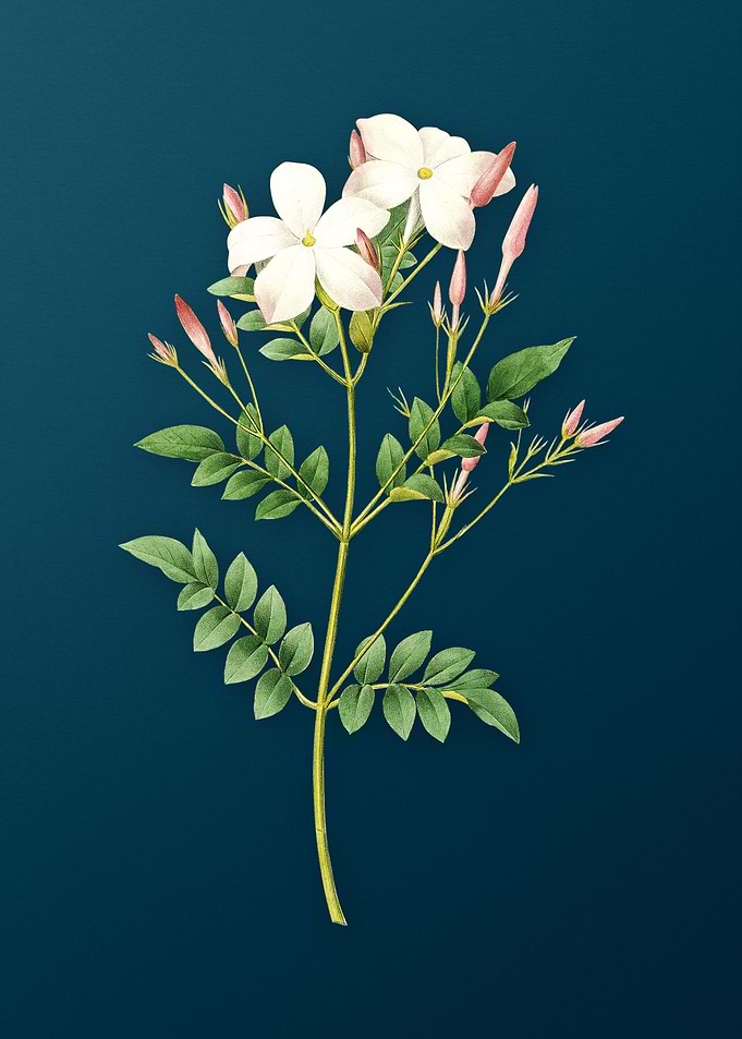 Spanish Jasmine on Teal