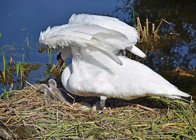Swan and Cygnets