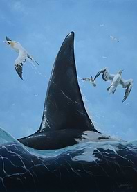 Orca