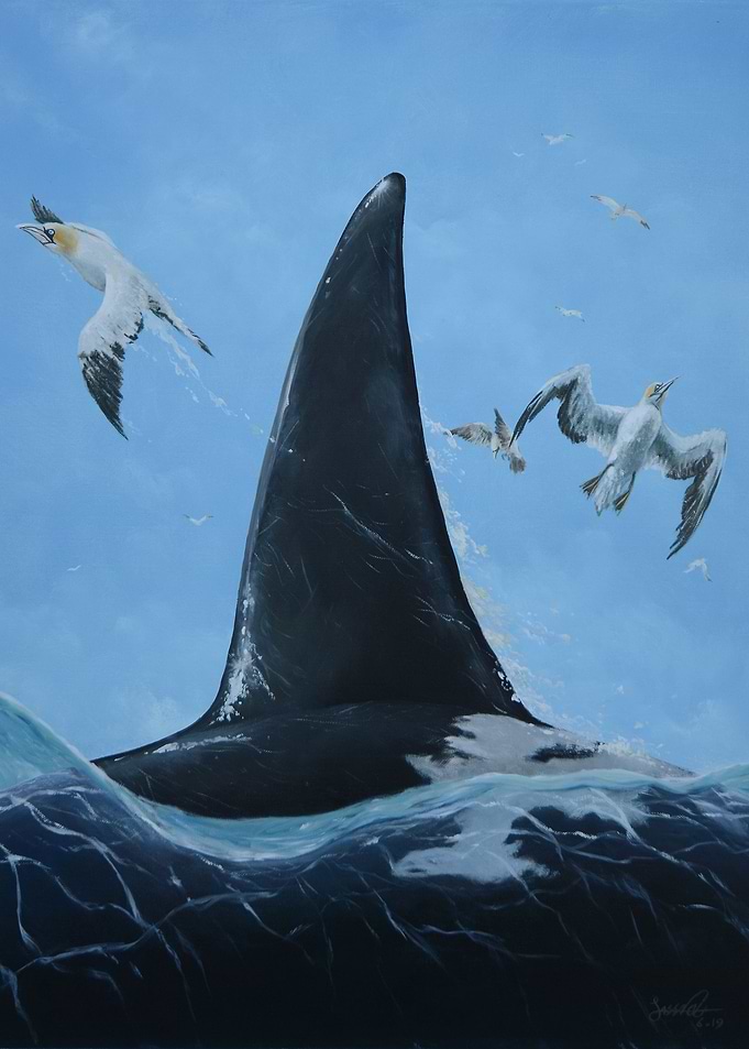 Orca