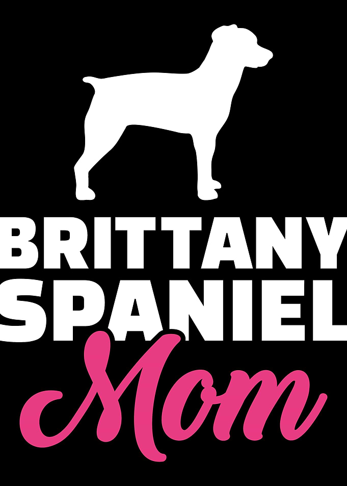 Brittany Spaniel