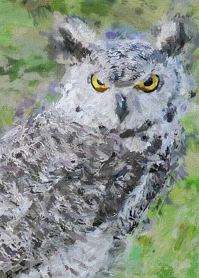 Owl