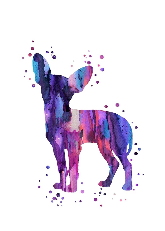 Chihuahua
