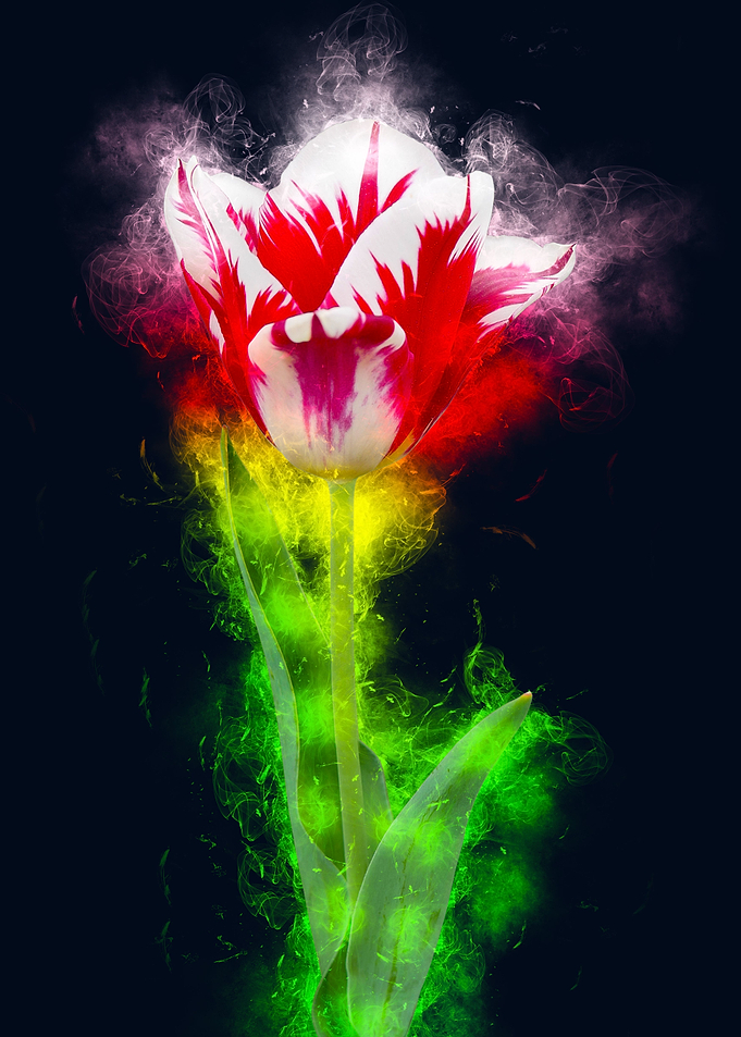 red white tulip smoky