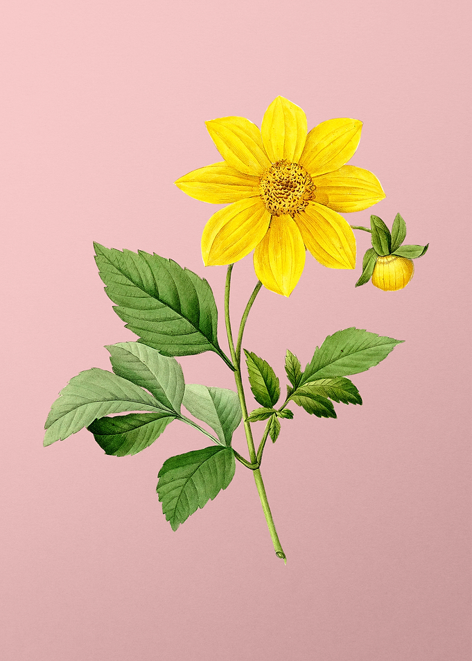 Dahlia Simplex on Pink