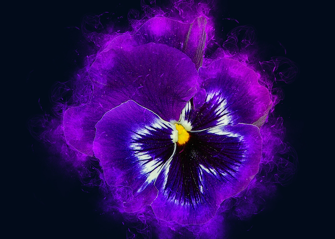 purple pansy smoky