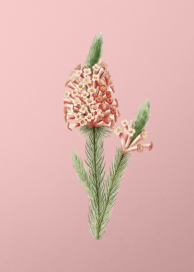 Briar Root Bruyere on Pink