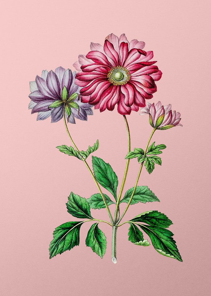 Hyacinth on Pink