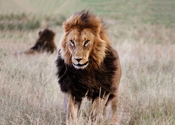 Lion in the grass