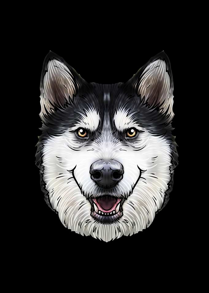 Siberian Husky Dog