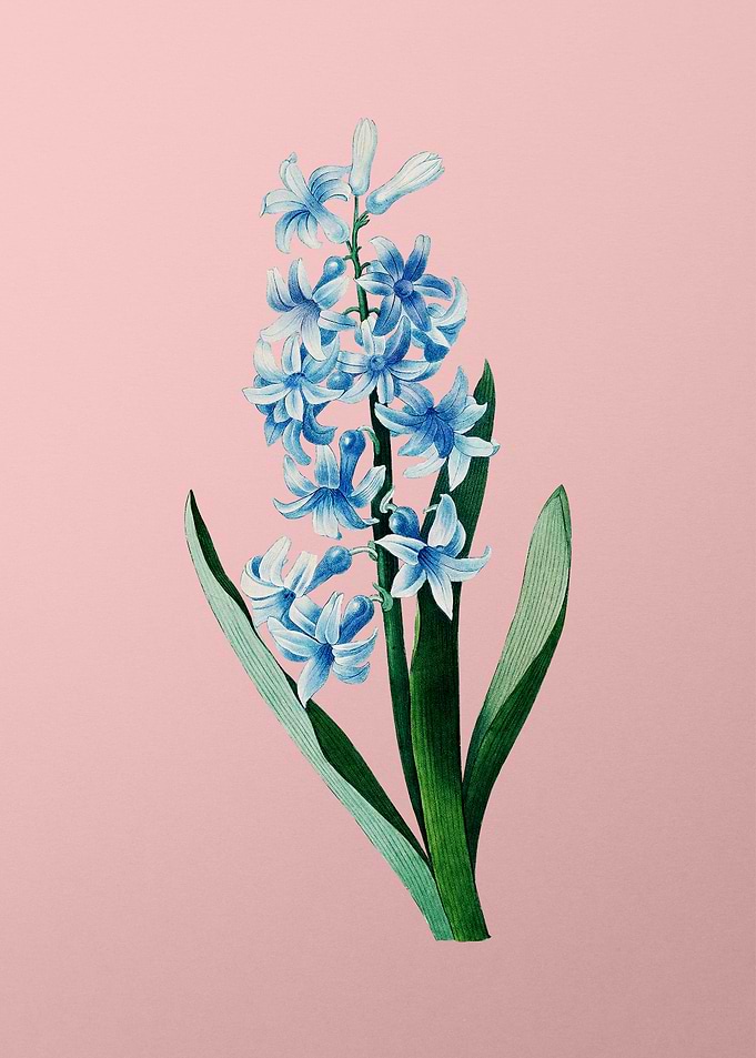 Dutch Hyacinth on Pink