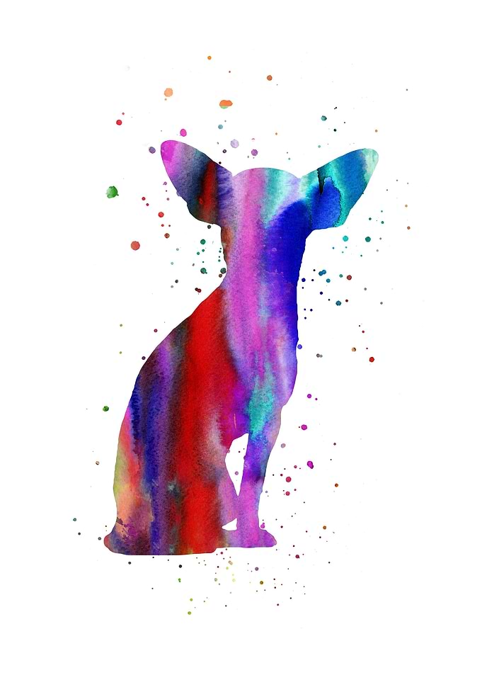 Chihuahua