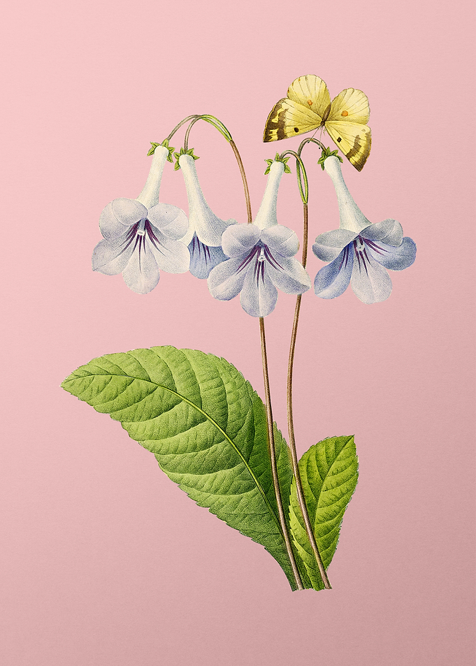 Canterbury Bells on Pink