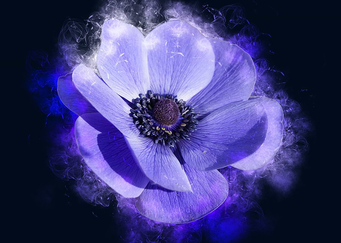 purple Anemone smoky