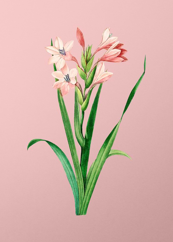 Gladiolus Saccatus on Pink