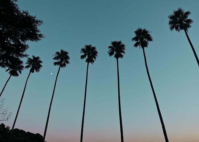 Night Palm Trees
