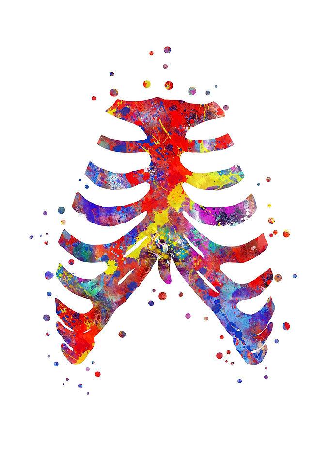 Sternum