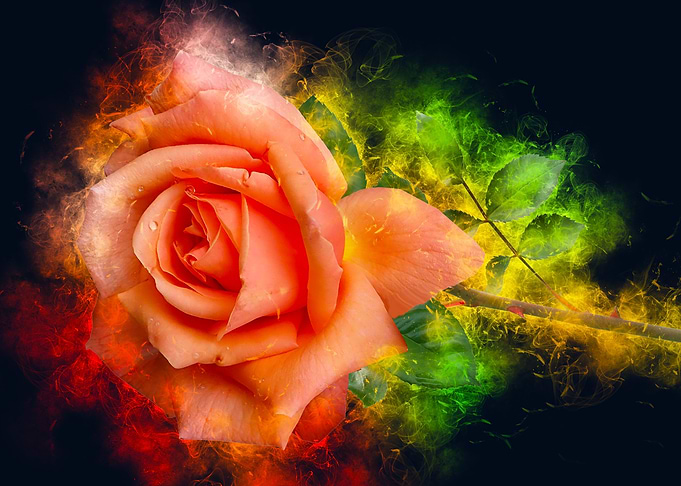 orange rose smoky