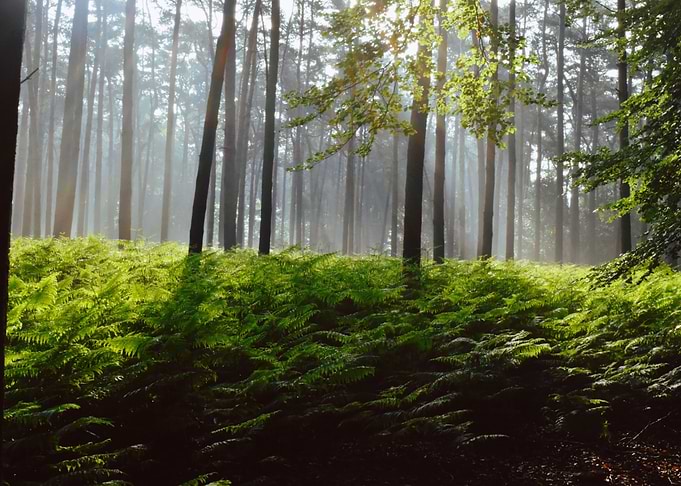 kloosterbos 2