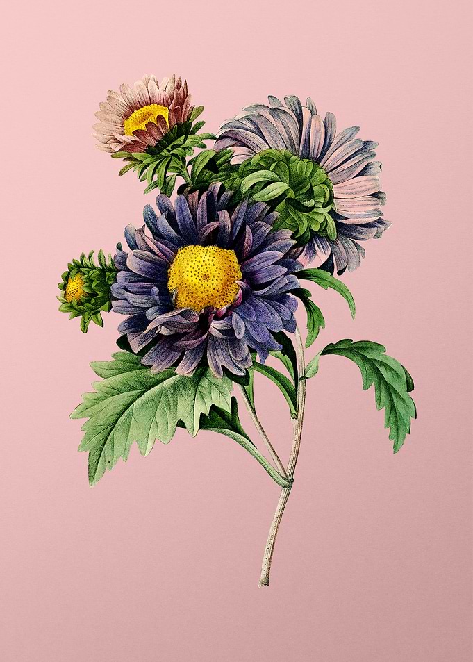 China Aster on Pink