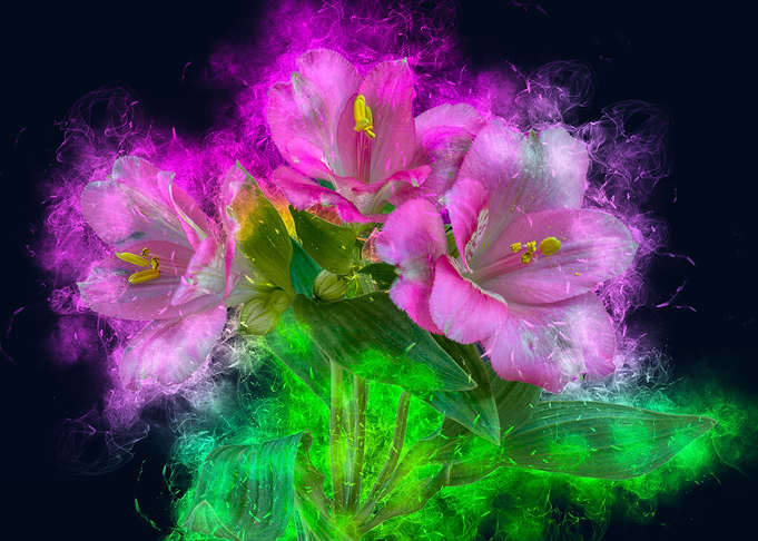 pink alstroemeria smoky