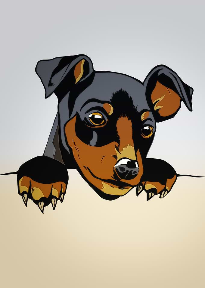 Funny Cute Dog
