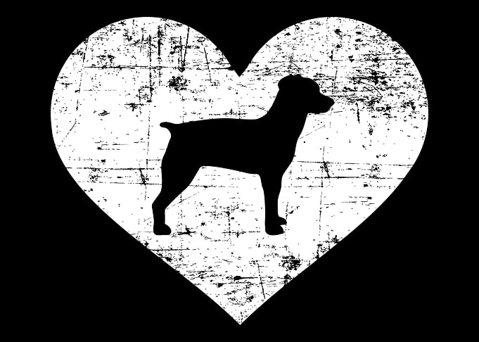 Brittany Spaniel