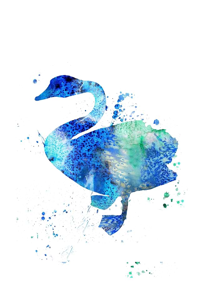 Swan