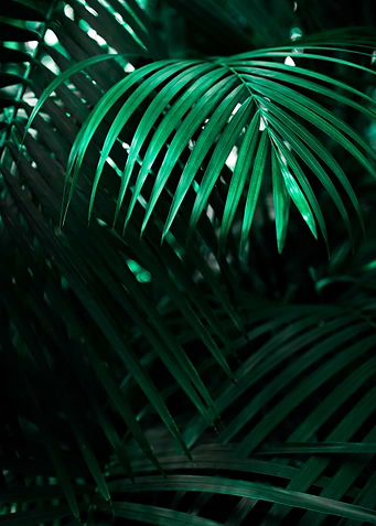 Palm Tree Leaves
