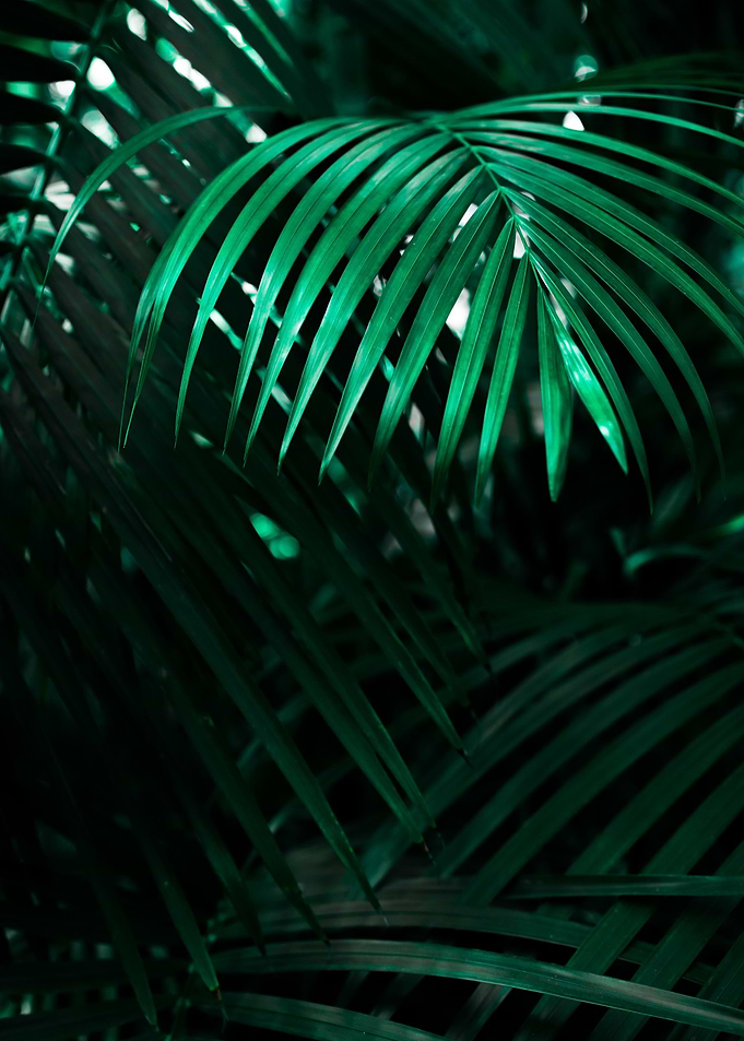 Palm Tree Leaves