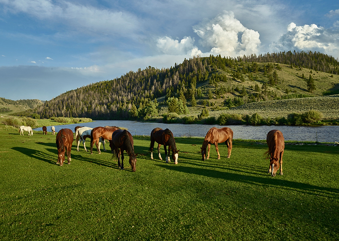 Horses graze