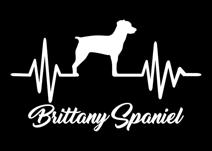 Brittany Spaniel