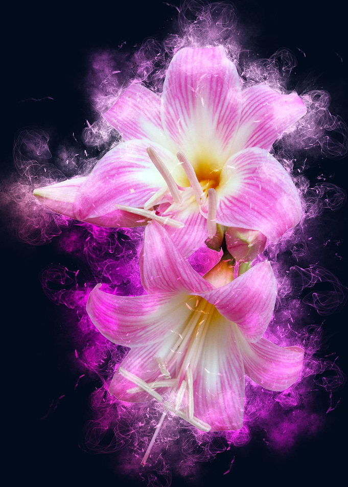 pink belladonna smoky