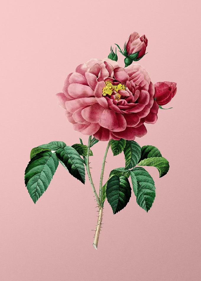 Gallic Rose on Pink