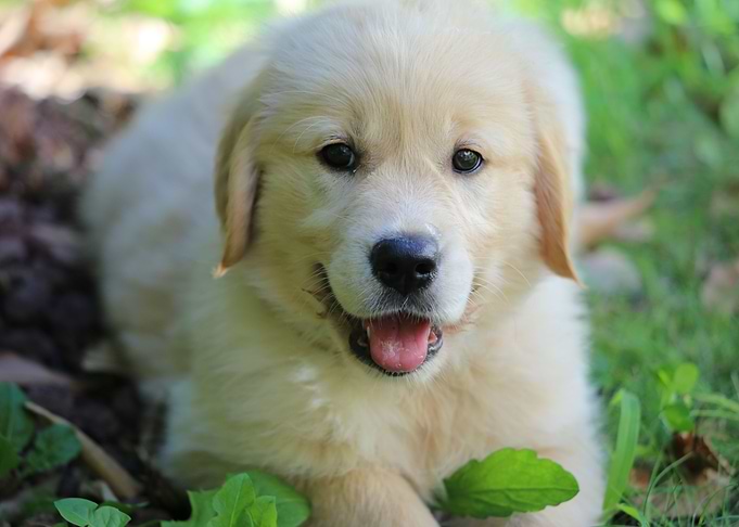 Golden retriever puppy