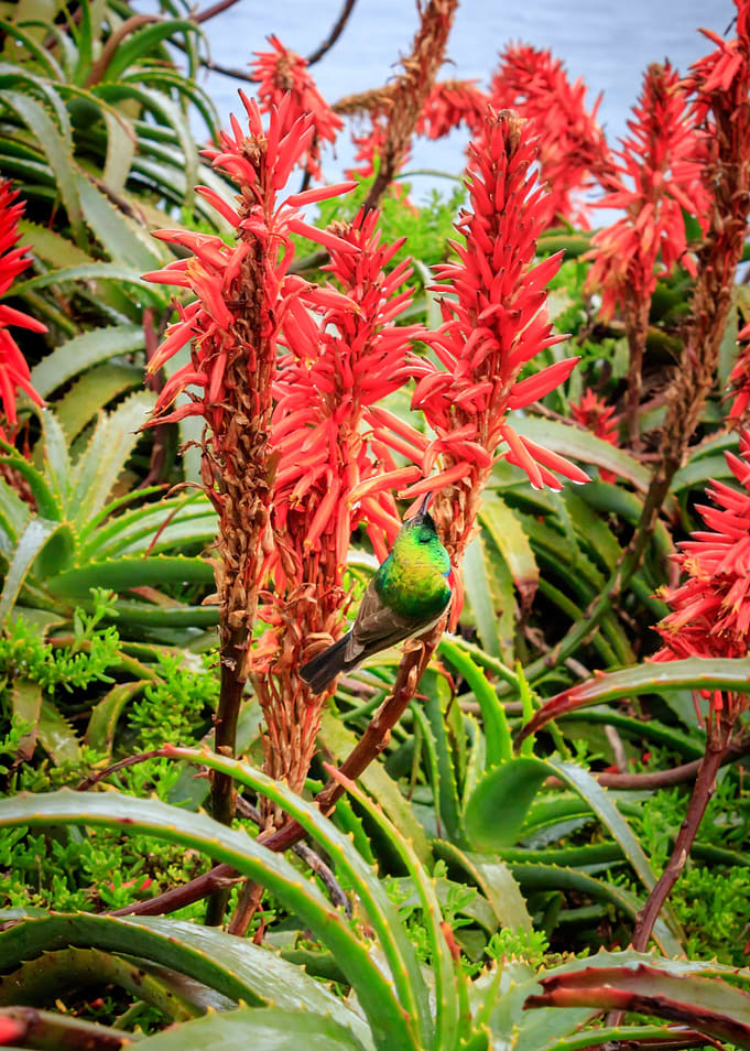 Sunbird feeding in Aloe
