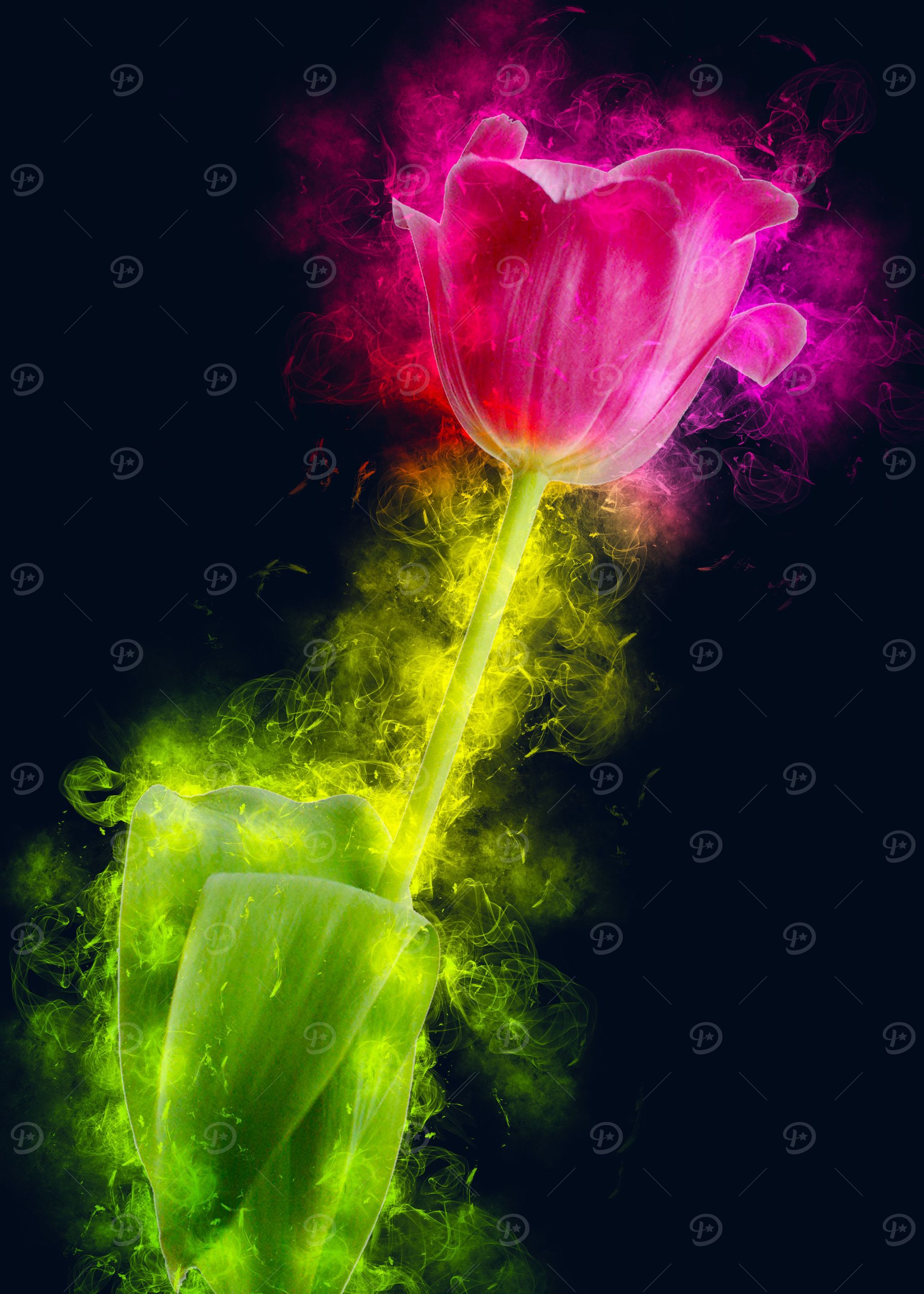 pink tulip smoky