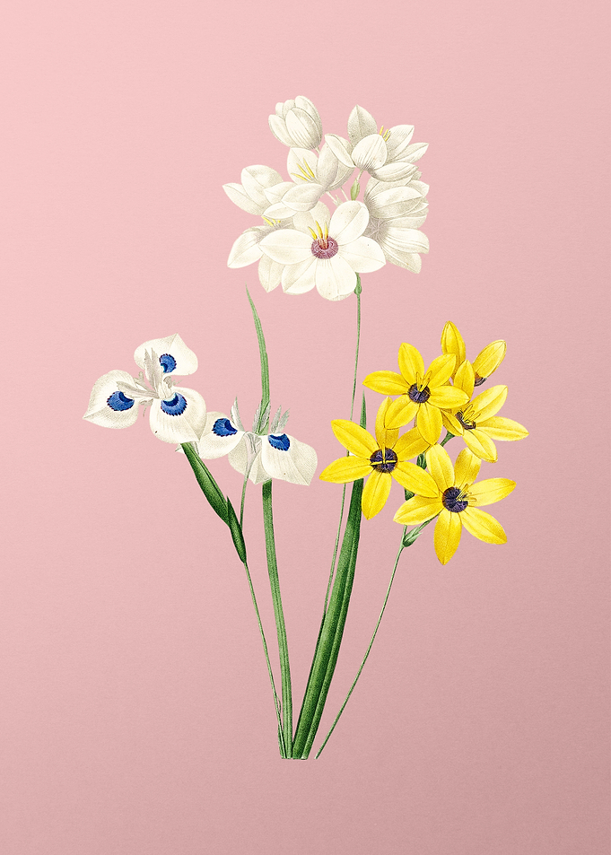 Corn Lily on Pink