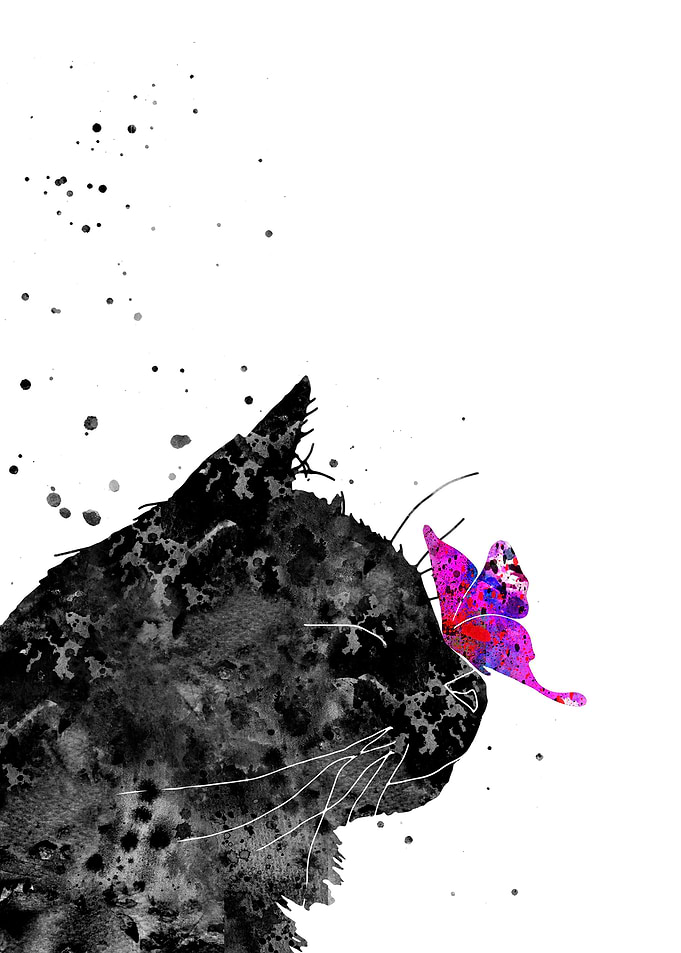 Cat and butterfly