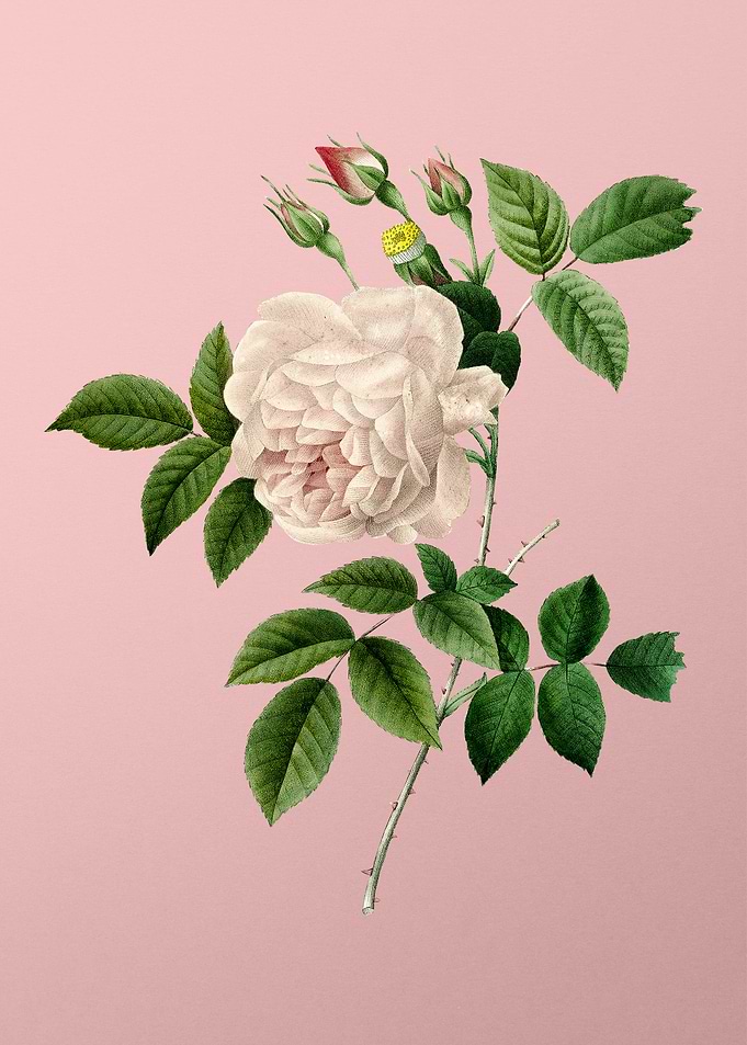Rosa Indica on Pink