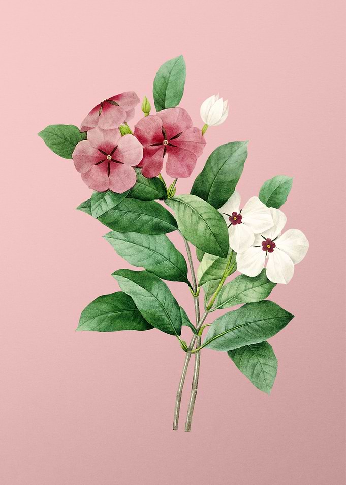 Periwinkle on Pink