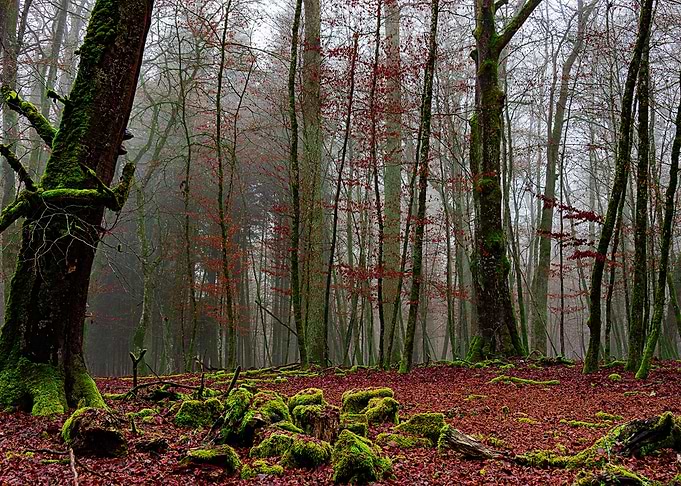 Nature
