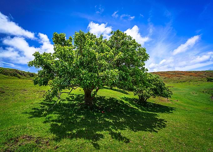 Nature