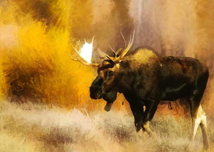 Moose Standing
